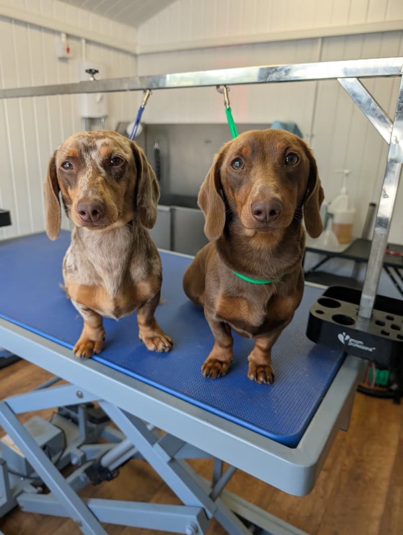 Two dachshunds sitting side by side on the blue grooming table in the salon