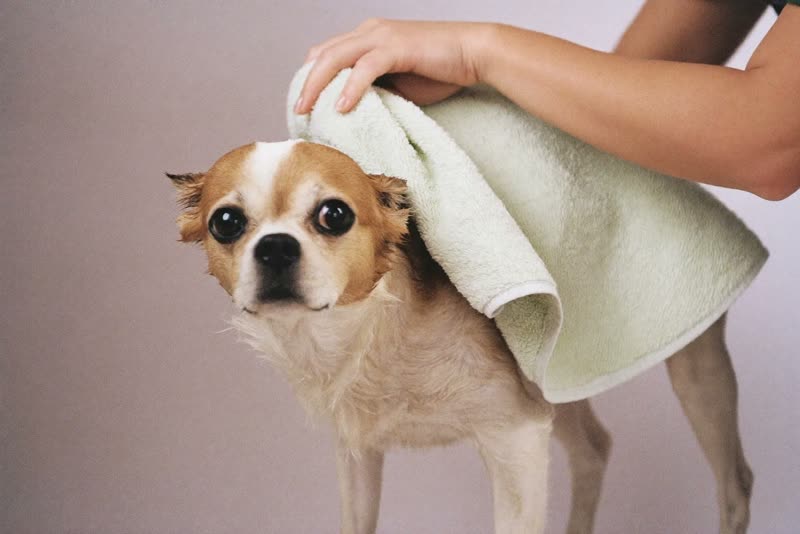 A dog being towel-dried after its bath