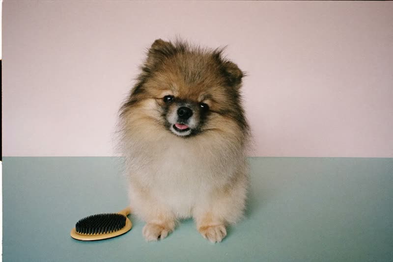 A freshly groomed small dog beside grooming brushes