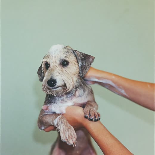 A small dog being shampooed and bathed