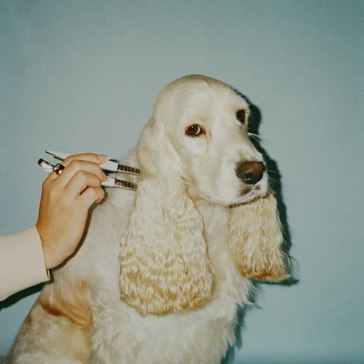 A spaniel having its coat clipped