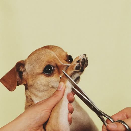 A dog's paw being scissor-trimmed
